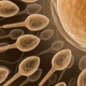 Illustration for article titled Human sperm gene hasnt changed at all in 600 million years